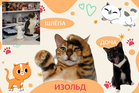 Итоги фотоконкурса котиков